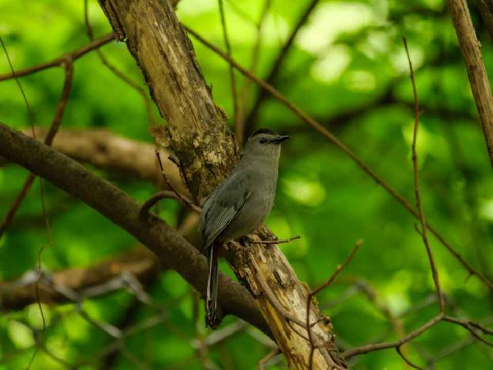 Gray Catbird perched in a tree.