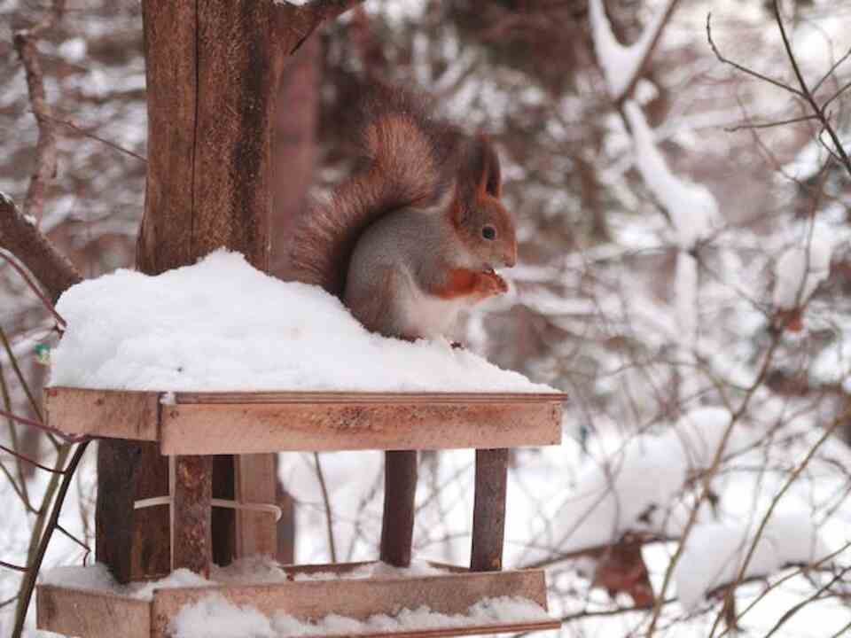 A squirrel at a bird feeder.