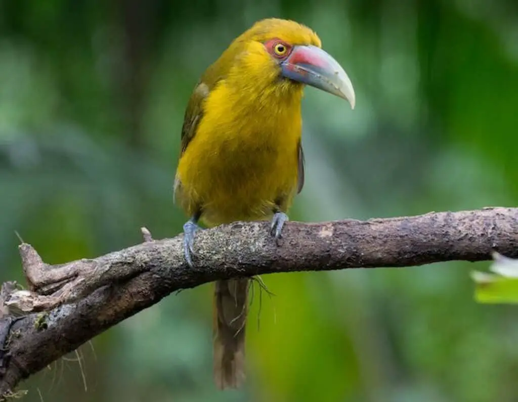 A yellow bird with a long beak perched in a tree.