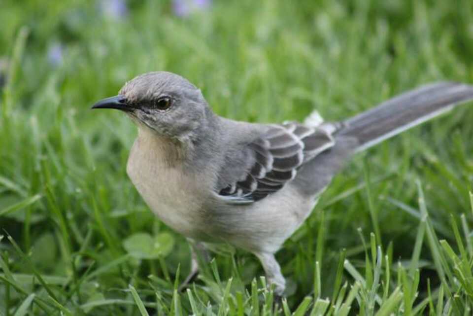 A Gray Mockingbird foraging on the ground.
