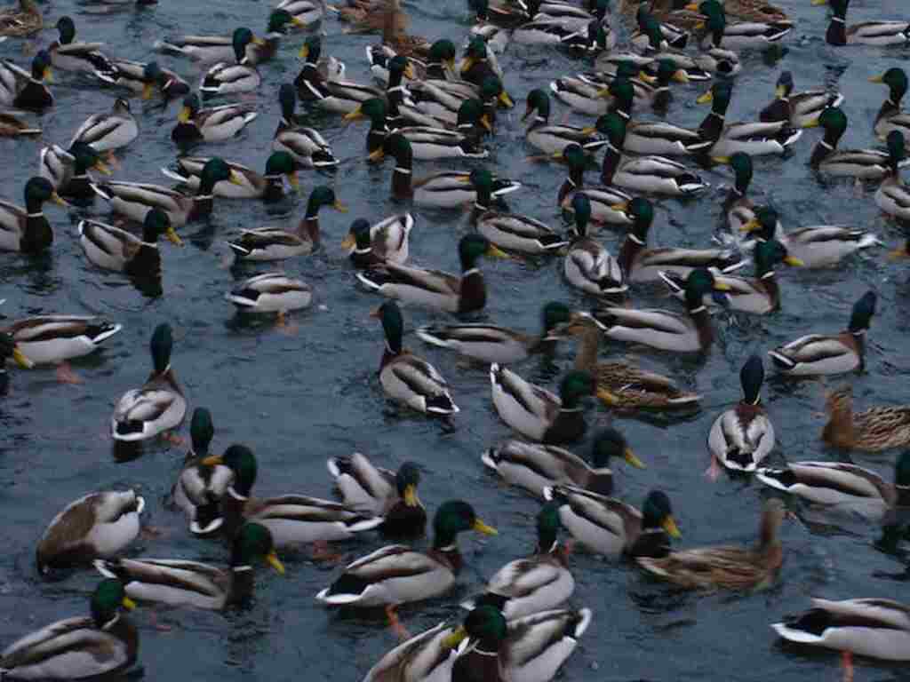 A large group of Mallard Ducks feeding in the water.