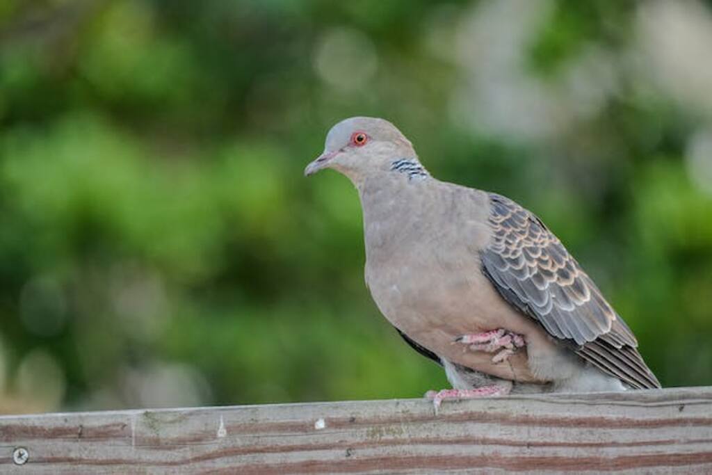 Oriental Turtle Dove perched on a railing standing on one leg.