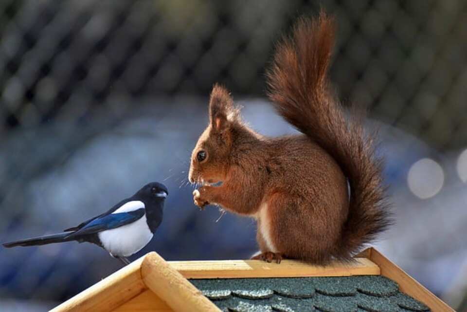 A squirrel perched on a birdfeeder, with a black-billed magpie watching it.