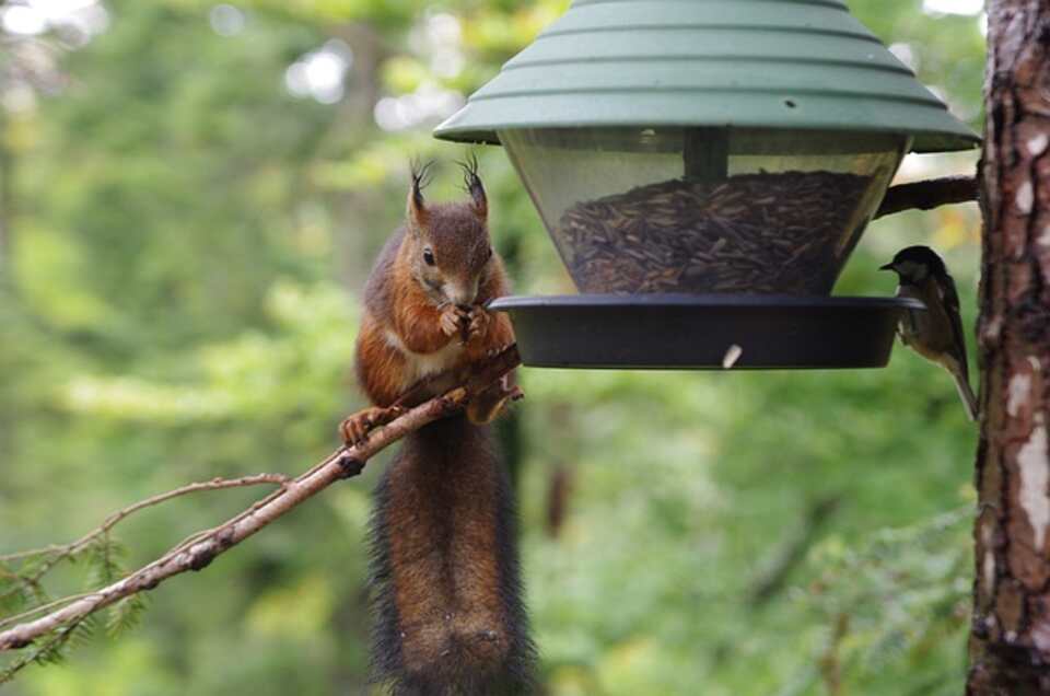 A small bird watching a squirrel raid a bird feeder.