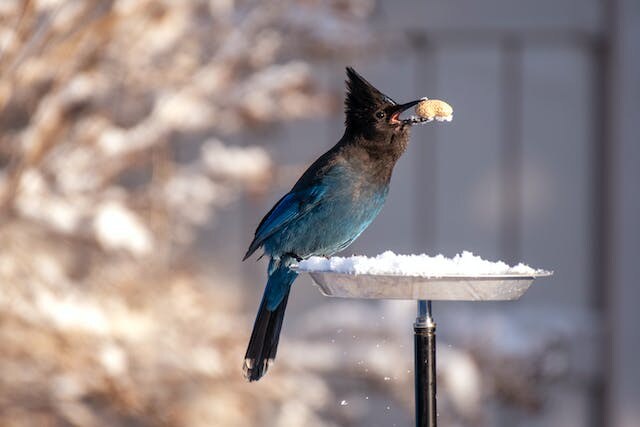 A Steller's Jay perched on a platform feeder eating nuts.