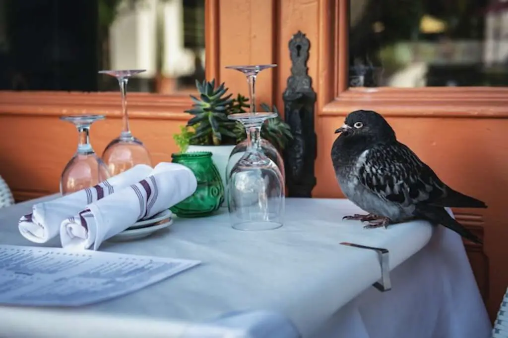 A pigeon perched on a table.