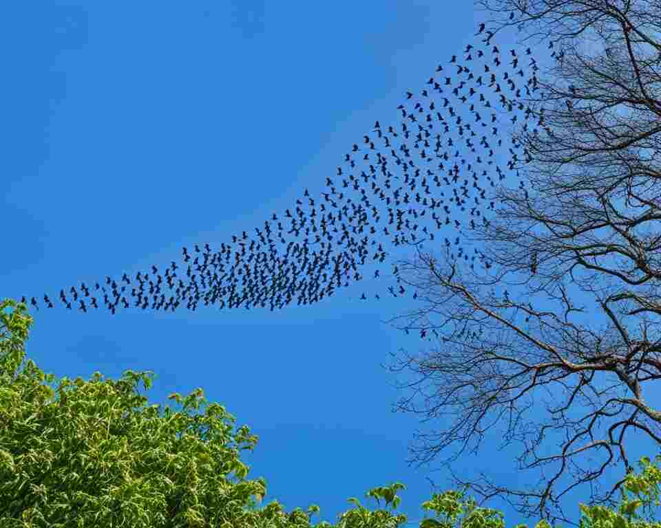 A flock of diverse birds perched on trees and flying in the sky.