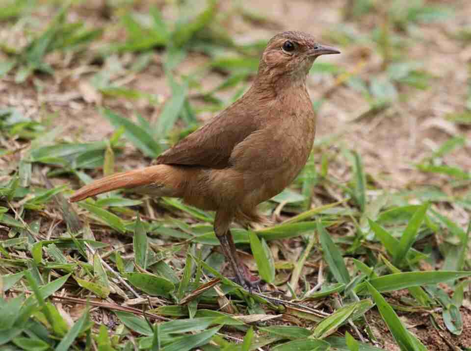 A Rufous Hornero foraging on the ground.