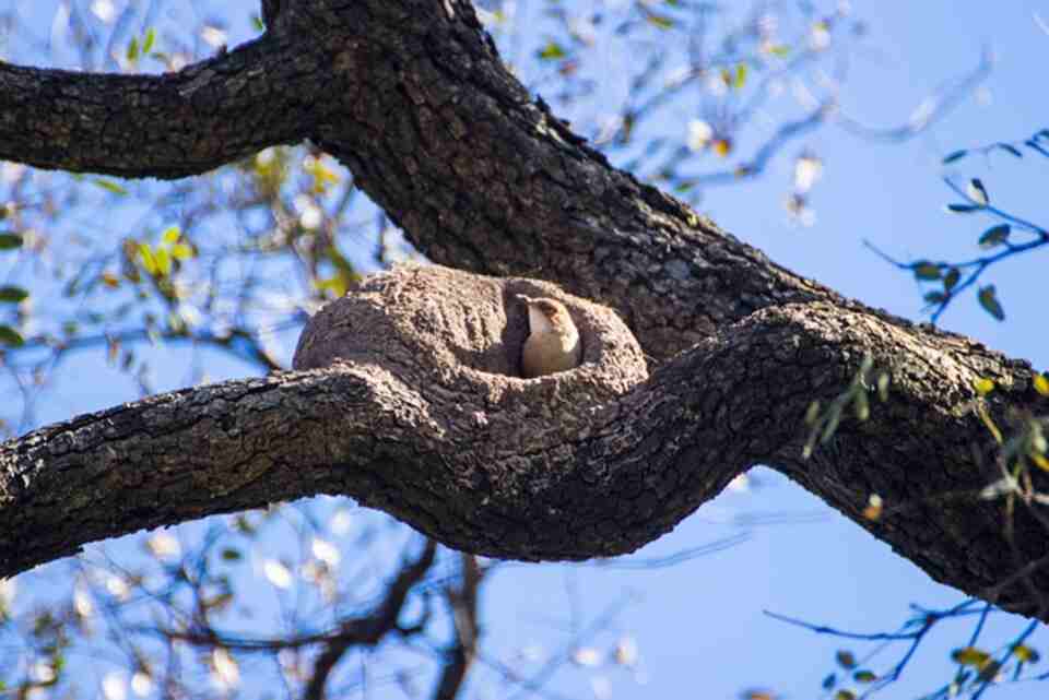 Rufous Hornero nest in tree.