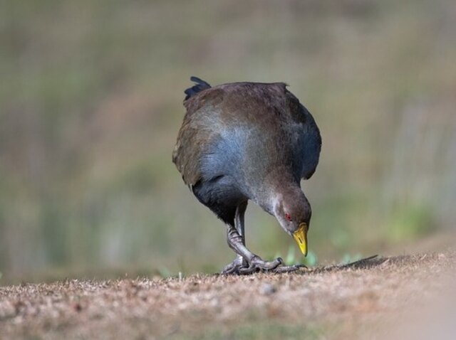 A Tasmanian Native Hen foraging on the ground.