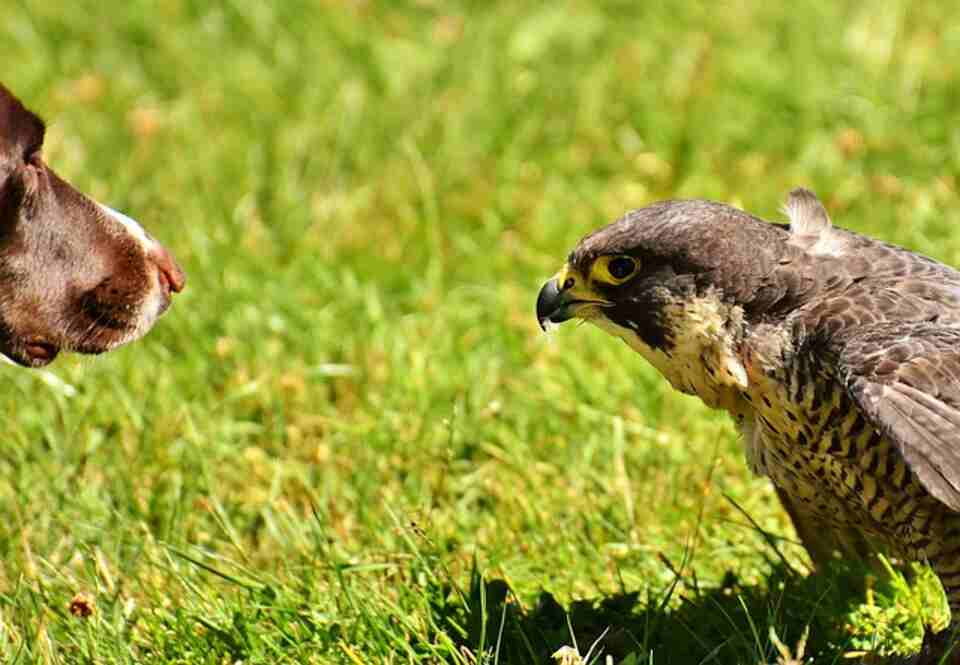 A falconry falcon and a hunting dog staring at each other.