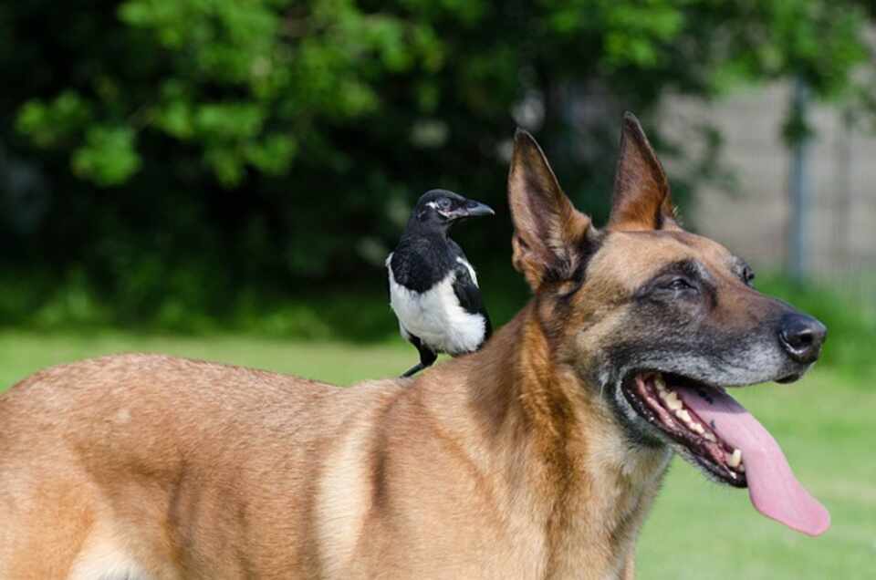 A Magpie perched on a dog's back.