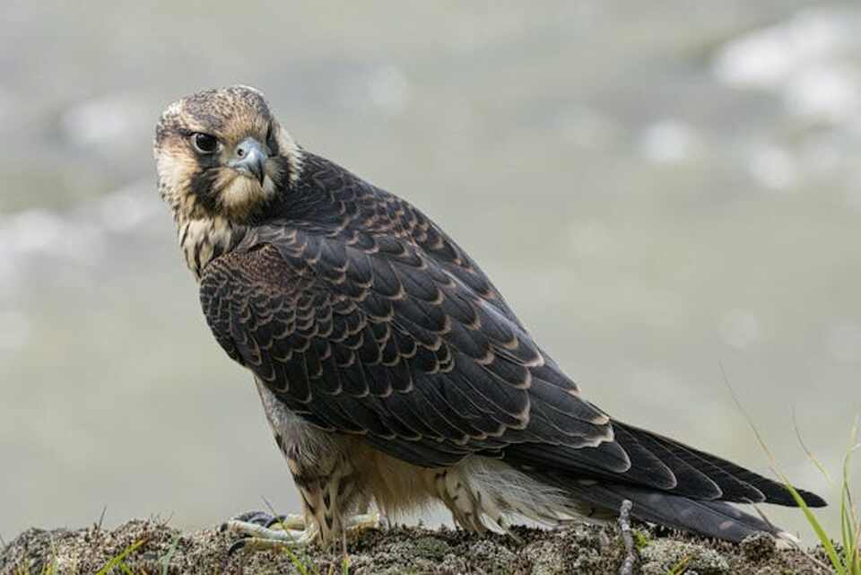A Peregrine Falcon foraging on the ground.