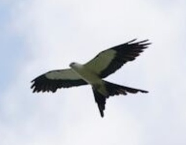 A Swallow-tailed-Kite soaring through the sky.