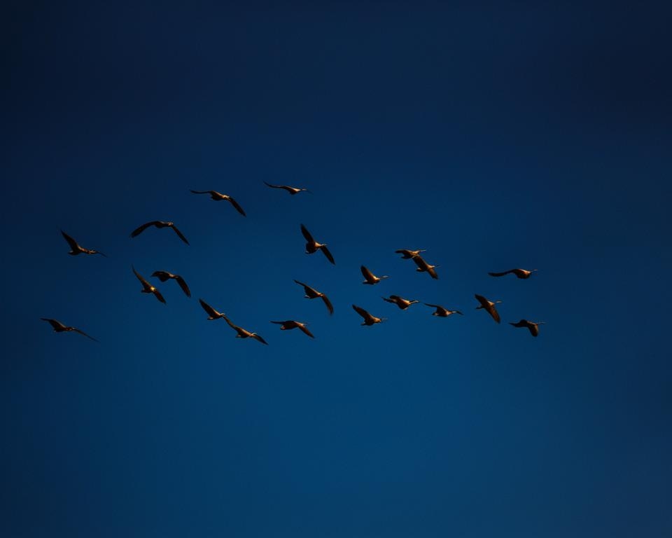 A look at bird sleep patterns while flying.