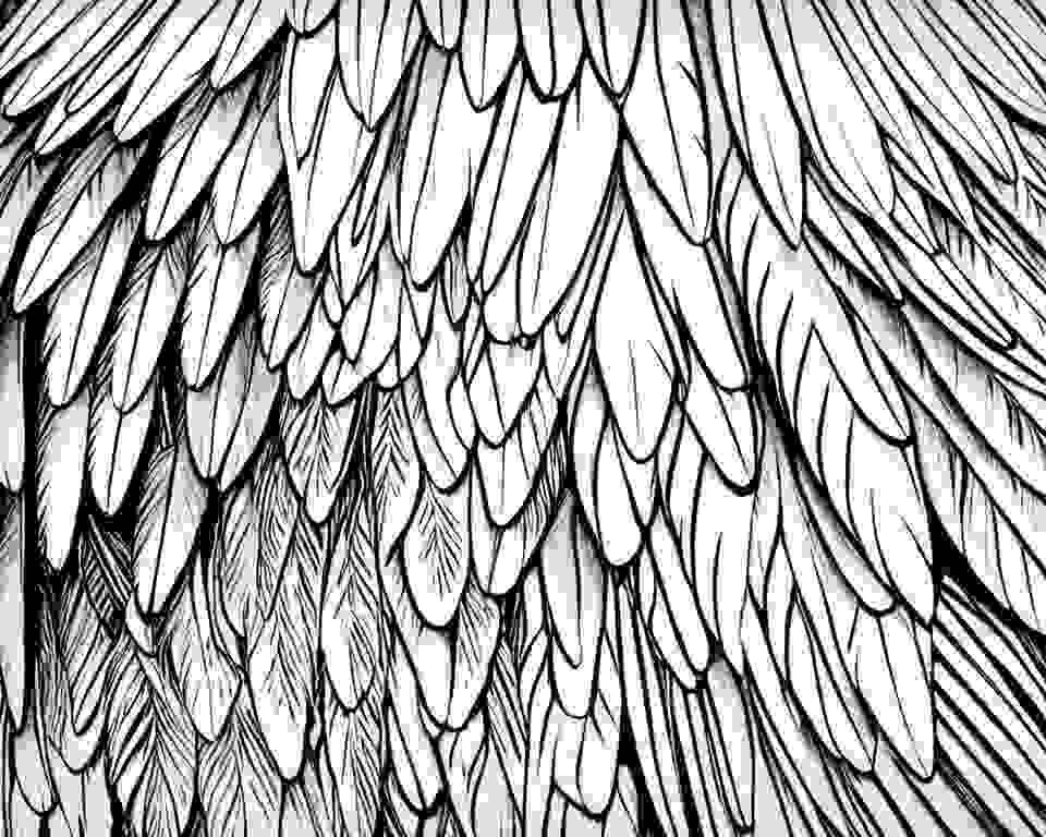 An illustration of a bird's wing.