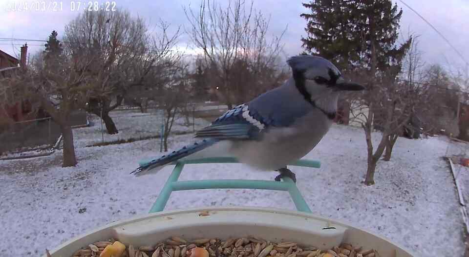 A Blue Jay perched on the netvue feeder