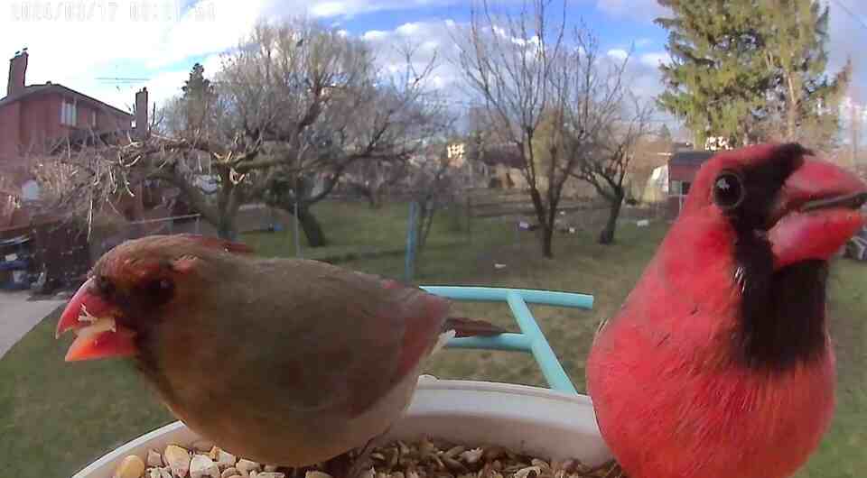 A male and female cardinal perched on the netvue feeder.