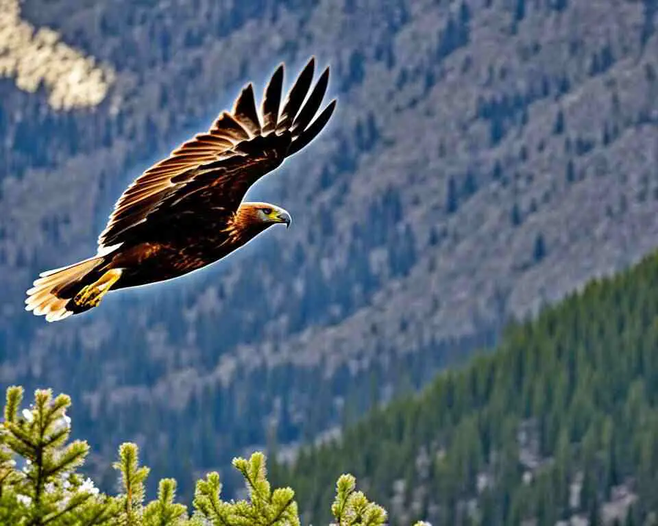A Golden Eagle soaring through the sky.