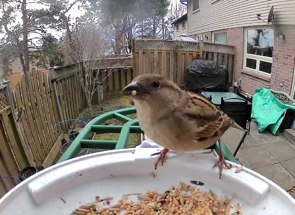 A House Sparrow eating at a Harymor smart bird feeder.
