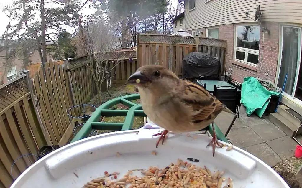 House sparrow feeding at harymor feeder.
