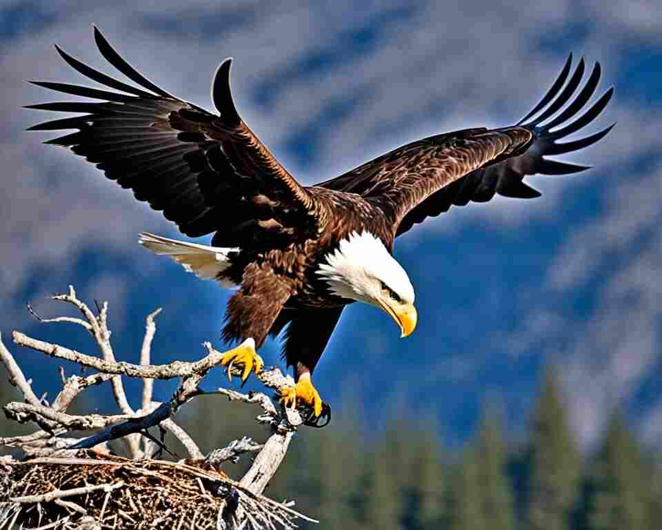 A Bald Eagle leaving its nest.