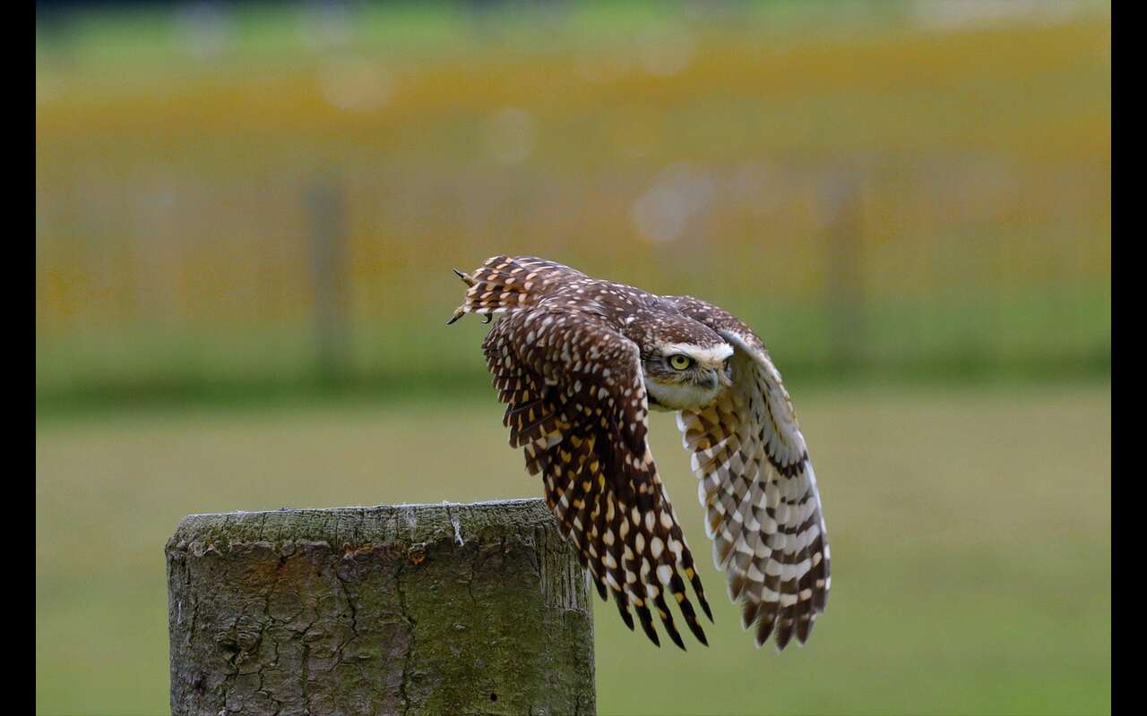A Burrowing Owl flying after its prey.