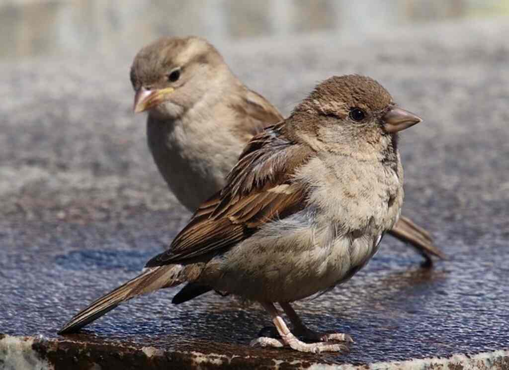 A pair of sparrows side by side.