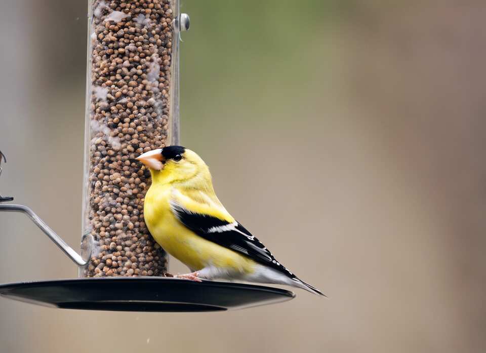 An American Goldfinch at a bird feeder.