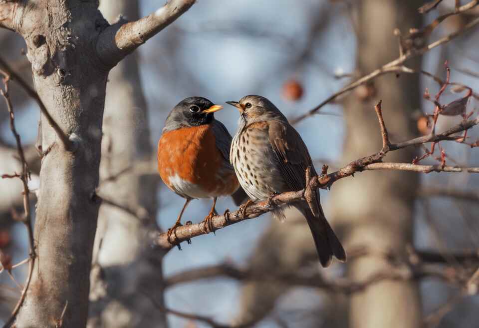A couple of songbirds perched in a tree.