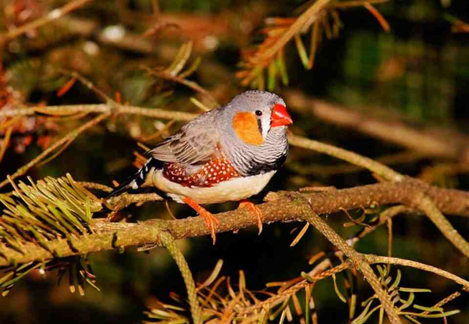 A Zebra Finch perched on a branch, showcasing its colorful plumage influenced by genetic factors.