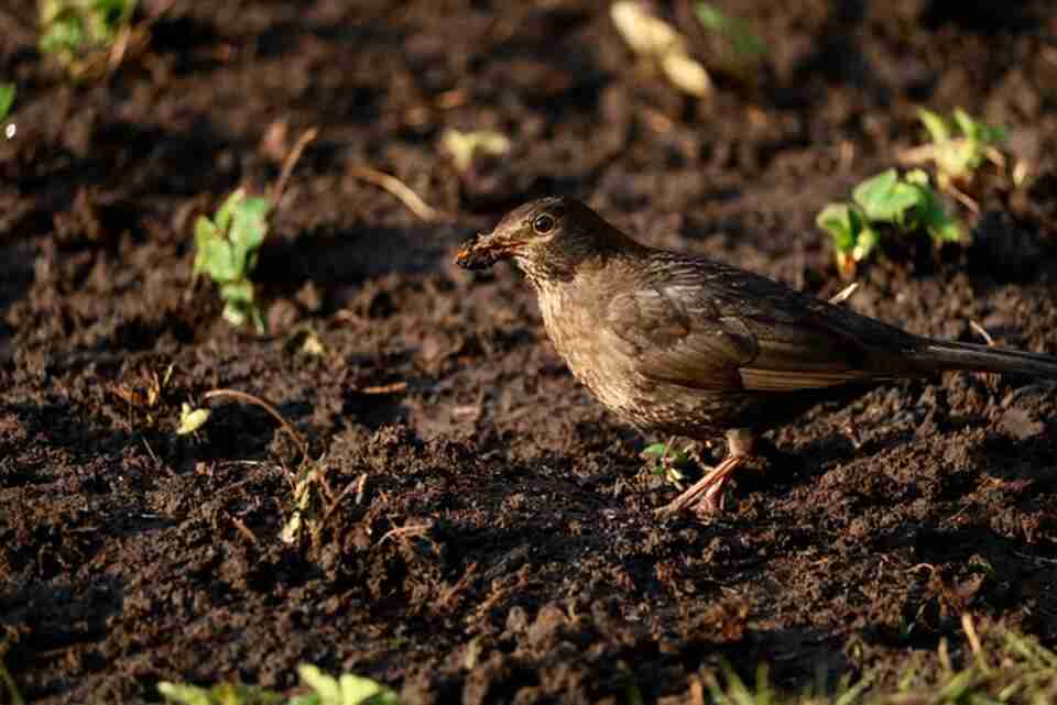 A bird digging in dirt looking for worms.