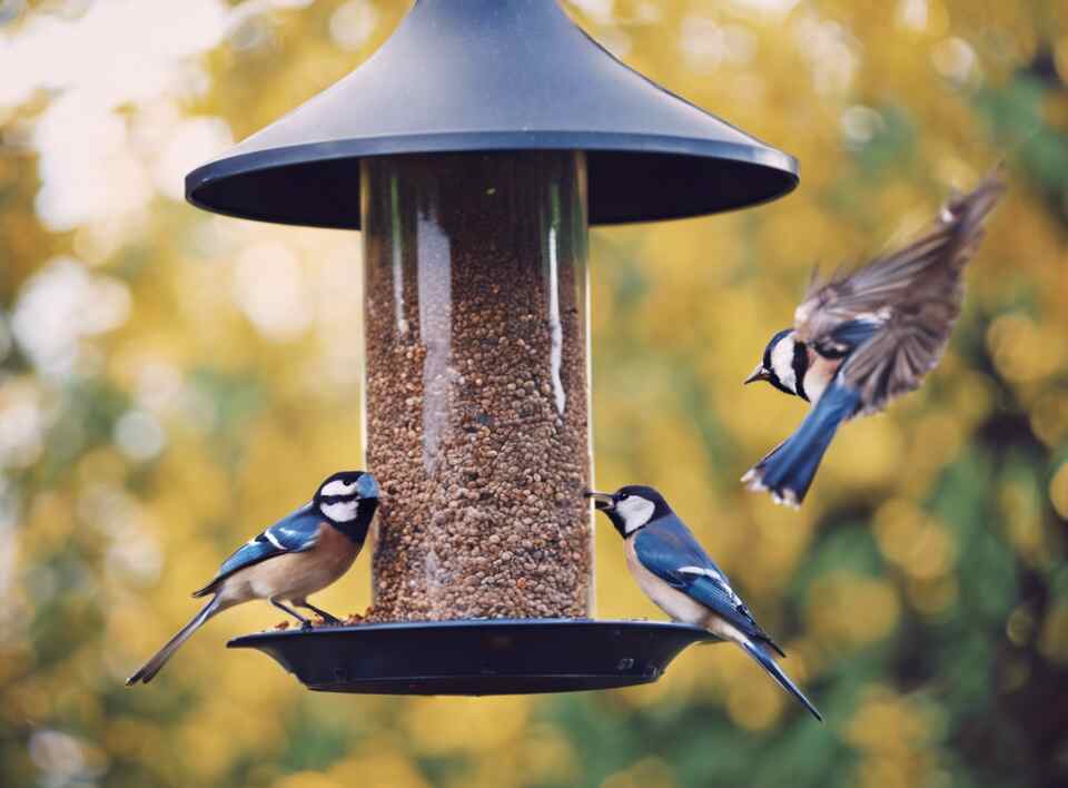 A group of birds feeding at a bird feeder.