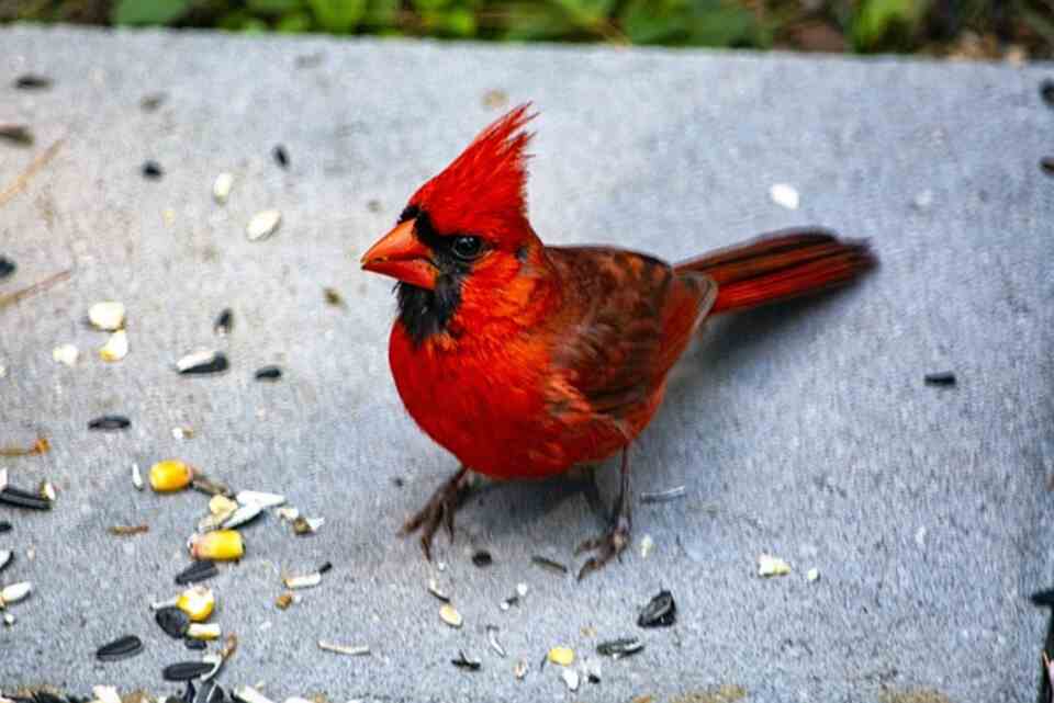 A Northern Cardinal fedding on sunflower seeds during summer.