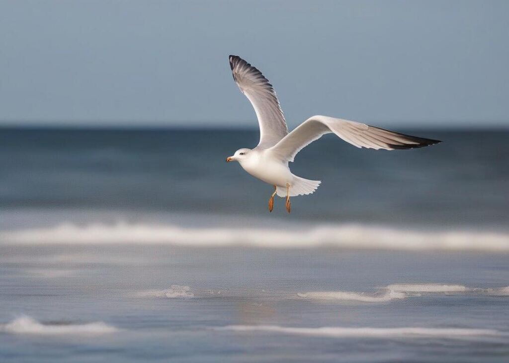 Why Do Seagulls Fly Over The Sea.