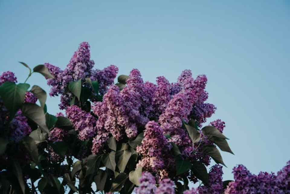 A flowering lilac plant.