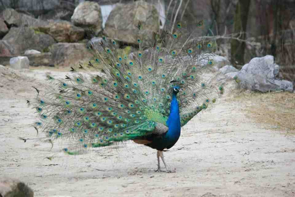 A vibrant peacock displays its ornate and iridescent tail feathers fanned open in a stunning array of colors.