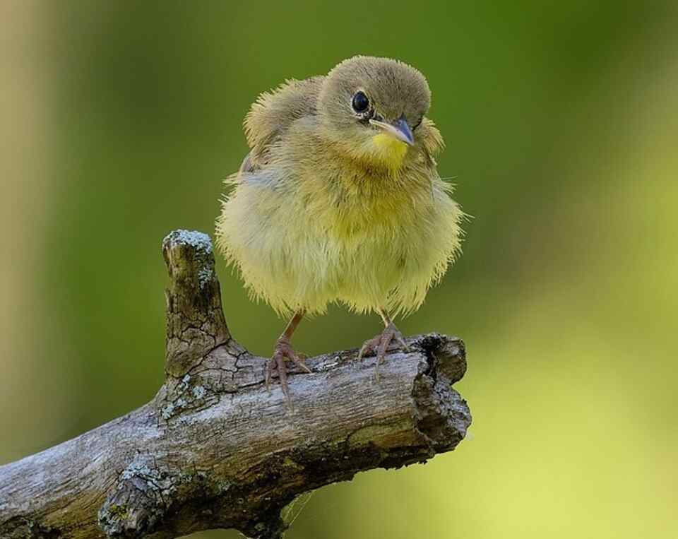 A young puffed up bird perched on a branch.