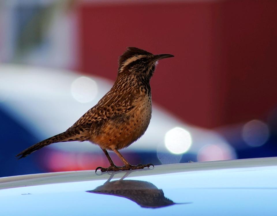 A cactus wren perched on a car hood.