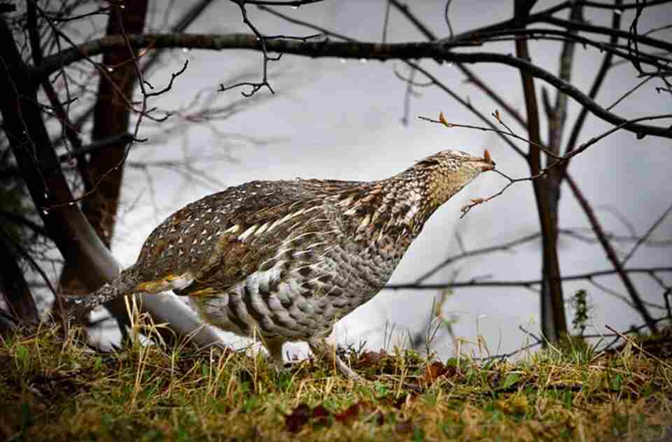 A Ruffed Grouse eating from a plant.