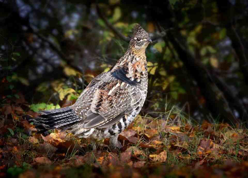 A Ruffed Grouse foraging for food through leaves.
