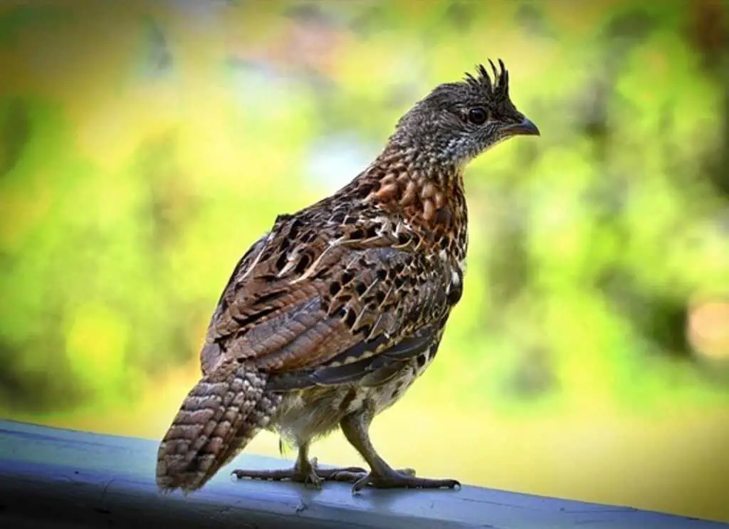 A Ruffed Grouse perched on a railing.