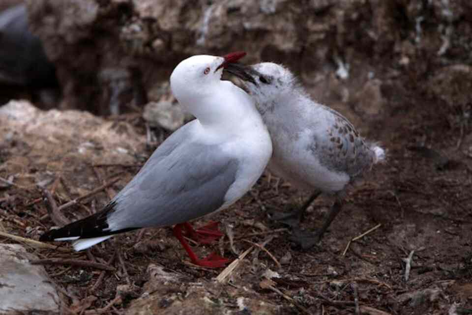 A seagull stands beside its fluffy chick near their nest on a rocky shoreline, displaying parental care and protection.