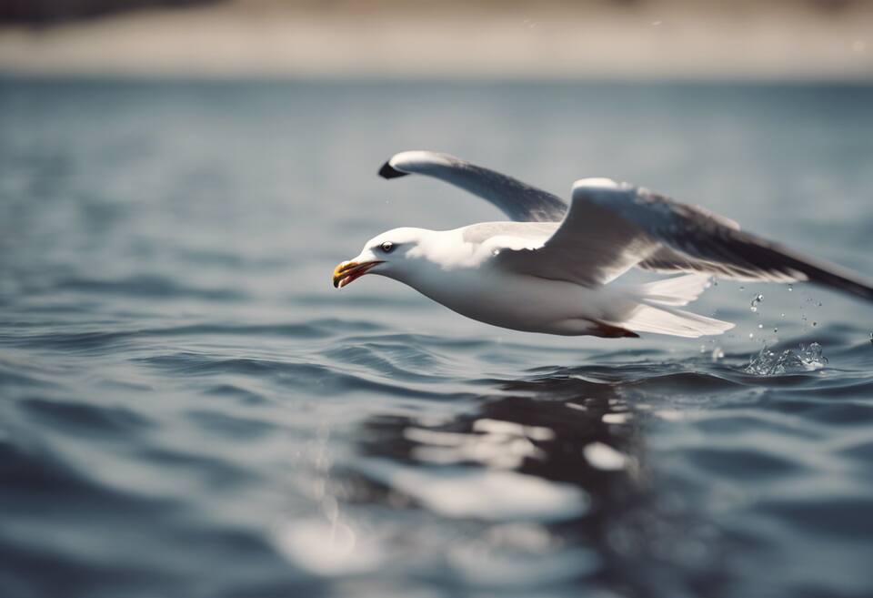 A seagull dives for a fish.