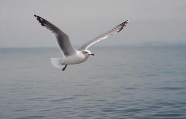 Why Do Seagulls Fly Over The Sea? Behavioral Insights!