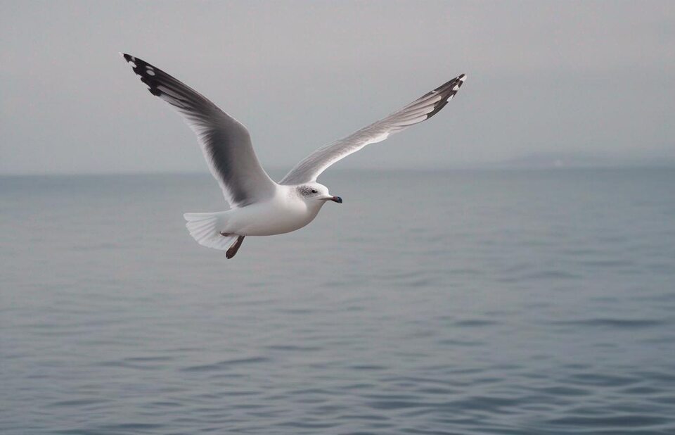 A seagull flying over the sea.