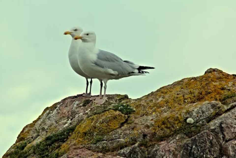 A pair of seagulls perched on a large rock together.