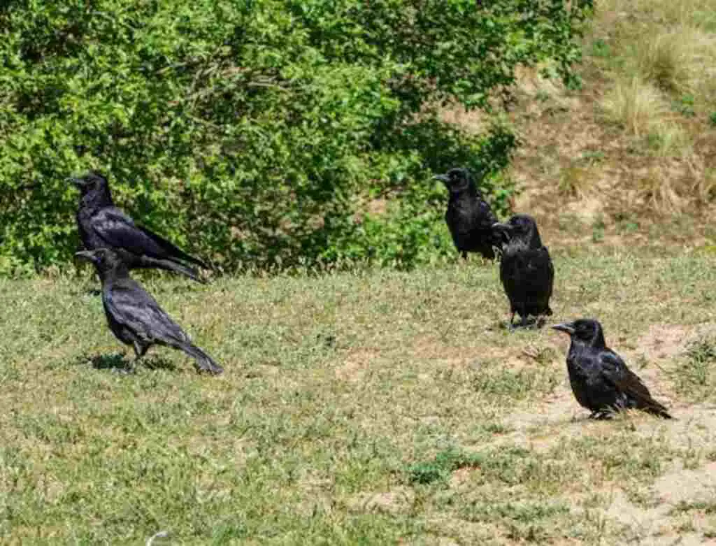 Are There Crows in Every State?