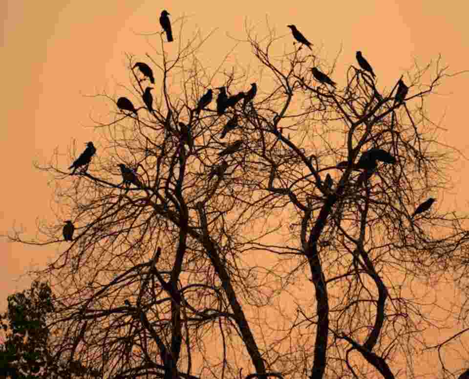 Silhouetted Tree with Crows perched on the Branches at Sunset