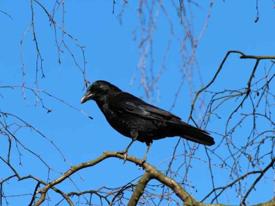 A crow perched in a tree.